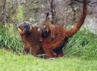 photograph of a collared lemur : Lemur macaco collaris