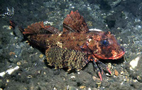 Image of Aspitrigla cuculus, East Atlantic red gurnard, Gjeli i kuq i detit, Djâj, Dyk el May, L...