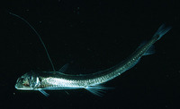 Chauliodus sloani, Sloane's viperfish: