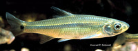 Notropis hudsonius, Spottail shiner: aquarium