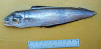 Ophidion scrippsae, Basketweave cusk-eel: