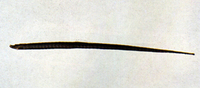 Halicampus mataafae, Samoan pipefish: