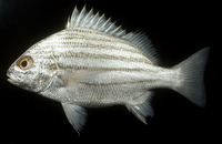 Pomadasys furcatus, Banded grunter: fisheries