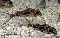Synodontis robertsi, :