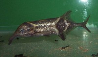 Campylomormyrus elephas, :