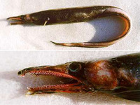 Xenomystax atrarius, Deepwater conger:
