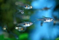 Trigonostigma hengeli, Glowlight rasbora: aquarium