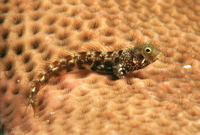Acanthemblemaria spinosa, Spinyhead blenny: