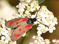 Zygaena loti - Slender Scotch Burnet