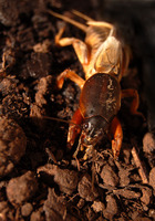 Gryllotalpa gryllotalpa - Mole Cricket