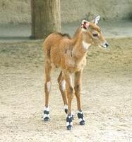 Image of: Boselaphus tragocamelus (nilgai)