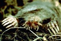 Image of: Condylura cristata (star-nosed mole)