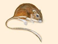 Image of: Dipodomys ingens (giant kangaroo rat)