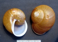 Zachrysia guanensis