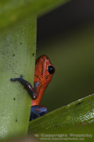 Dendrobates pumilio - Red Poison Dart Frog