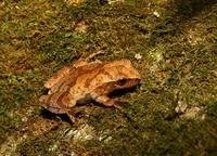 Image of: Pseudacris crucifer (spring peeper)