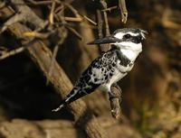 Ceryle rudis - Pied Kingfisher