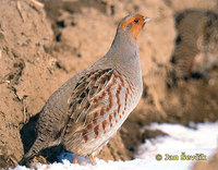 Perdix perdix - Grey Partridge