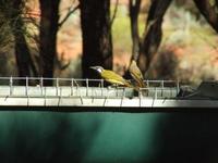 Lichenostomus leucotis - White-eared Honeyeater