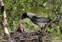 Corvus cornix - Hooded Crow