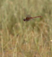 Image of: Sympetrum costiferum