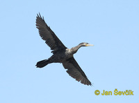 Phalacrocorax brasilianus - Neotropic Cormorant