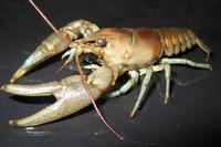 Image of: Orconectes rusticus (rusty crayfish)