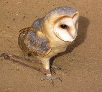 Tyto alba - Barn Owl