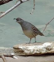 Image of: Callipepla gambelii (Gambel's quail)