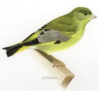 Image of: Carduelis chloris (European greenfinch)