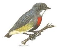 Image of: Dicaeum aeneum (midget flowerpecker)