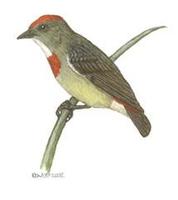 Image of: Dicaeum geelvinkianum (red-capped flowerpecker)