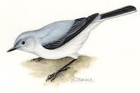 Image of: Polioptila caerulea (blue-grey gnatcatcher)