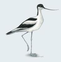 Image of: Recurvirostra avosetta (pied avocet)