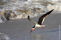 Image of: Rynchops niger (black skimmer)