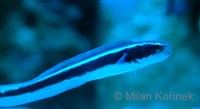 Pholidichthys leucotaenia - Convict Blenny