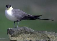 Image of: Stercorarius longicaudus (long-tailed jaeger)