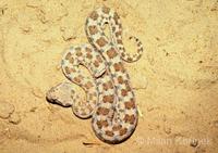 Cerastes cerastes - Desert Horned Viper