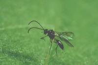 Aphidius colemani