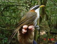 White-browed Scimitar Babbler - Pomatorhinus schisticeps