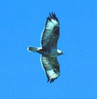 Upland Buzzard - Buteo hemilasius