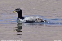 Horned Coot - Fulica cornuta