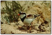 Black-fronted Dotterel - Elseyornis melanops