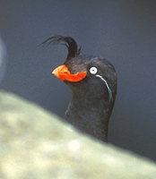 Crested Auklet (Aethia cristatella) photo