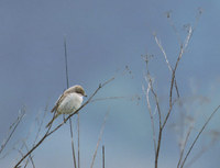 Brown Shrike (Lanius cristatus) photo