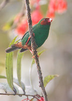 Grass-green Tanager (Chlorornis riefferii) photo