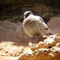 Hill Pigeon - Columba rupestris