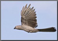 Gray Go-away-bird - Corythaixoides concolor