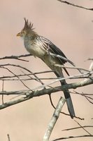 Guira Cuckoo - Guira guira