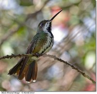 Black-throated Mango - Anthracothorax nigricollis